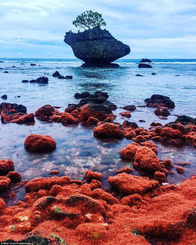 Cả bờ biển nhuốm màu đỏ rực, du khách đến gần ngỡ ngàng nhận ra cảnh tượng thiên nhiên cực kỳ ấn tượng - Ảnh 5.