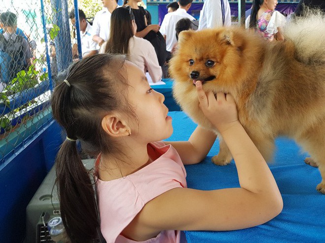 Ngắm d&agrave;n ch&oacute; đắt tiền từ khắp nơi về miền T&acirc;y thi ch&oacute; đẹp - Ảnh 7.