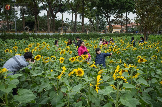 Chùm ảnh: Người dân Hà Nội kéo nhau đến vườn hoa hướng dương ở Hoàng thành Thăng Long chụp ảnh - Ảnh 4.