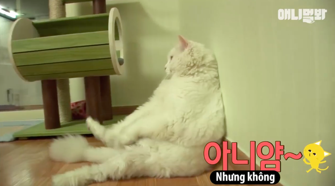 Ch&uacute; m&egrave;o ở H&agrave;n Quốc nổi tiếng v&igrave; b&eacute;o như cục b&ocirc;ng v&agrave; cứ nghe đến giảm c&acirc;n l&agrave; chạy trốn - Ảnh 3.