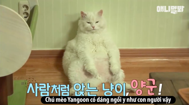 Chú mèo ở Hàn Quốc nổi tiếng vì béo như cục bông và cứ nghe đến giảm cân là chạy trốn - Ảnh 2.
