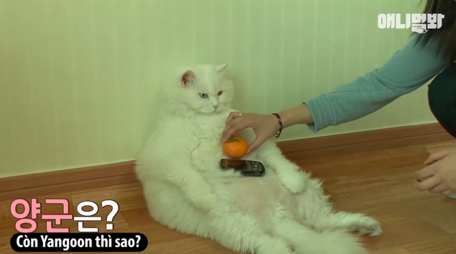 Chú mèo ở Hàn Quốc nổi tiếng vì béo như cục bông và cứ nghe đến giảm cân là chạy trốn - Ảnh 4.