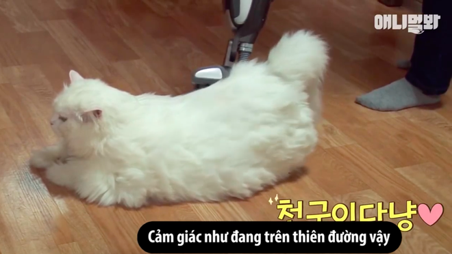 Chú mèo ở Hàn Quốc nổi tiếng vì béo như cục bông và cứ nghe đến giảm cân là chạy trốn - Ảnh 6.