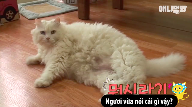 Chú mèo ở Hàn Quốc nổi tiếng vì béo như cục bông và cứ nghe đến giảm cân là chạy trốn - Ảnh 5.