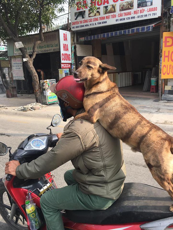 Chó lông mày: Bạn đã bao giờ thấy một chú chó có lông mày đẹp như vậy chưa? Nếu chưa, hãy xem hình ảnh của chúng tôi. Chúng tôi cam kết với bạn rằng chúng tôi sẽ mang đến cho bạn những hình ảnh đáng yêu nhất của chó lông mày, cũng như những thông tin hữu ích về chú chó này.