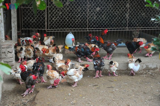 Thực hư chuyện g&agrave; Đ&ocirc;ng Tảo gi&aacute; v&agrave;i chục triệu đồng/con l&agrave;m qu&agrave; Tết - Ảnh 7.
