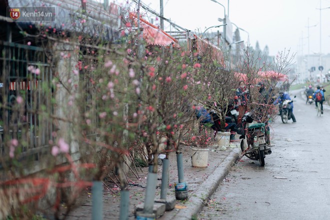 Chùm ảnh: Hoa đào đã nở đỏ rực trên những tuyến phố Hà Nội, Tết đã đến rất gần rồi! - Ảnh 6.