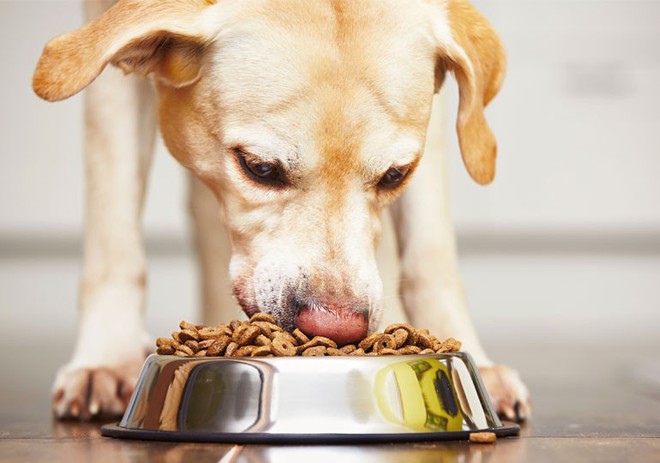 Cho chó ăn giòi - ý tưởng kinh dị của startup này đang được khoa học ủng hộ