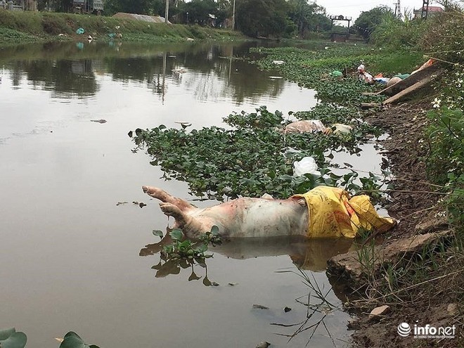 Nam Định: Xác lợn chết nổi lềnh phềnh đầy sông, ngay trước nhà bí thư - Ảnh 9.