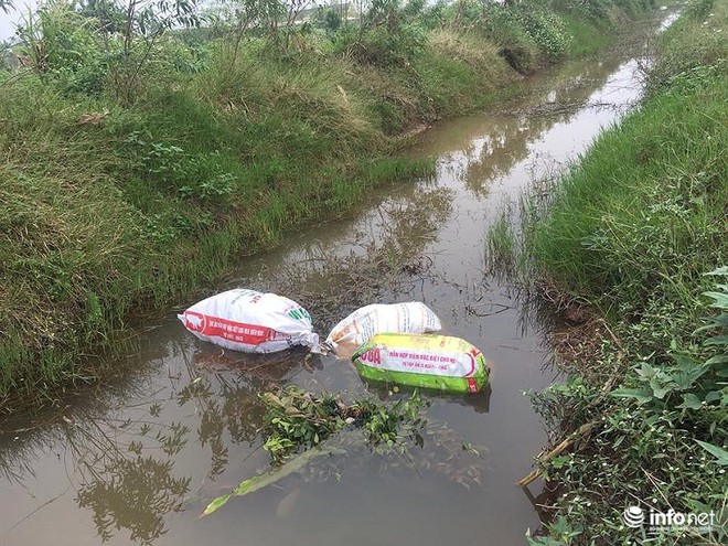 Nam Định: Xác lợn chết nổi lềnh phềnh đầy sông, ngay trước nhà bí thư - Ảnh 15.