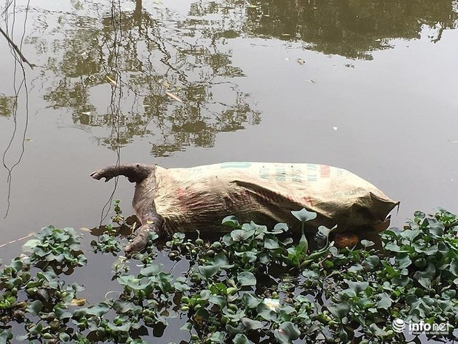 Nam Định: Xác lợn chết nổi lềnh phềnh đầy sông, ngay trước nhà bí thư - Ảnh 1.
