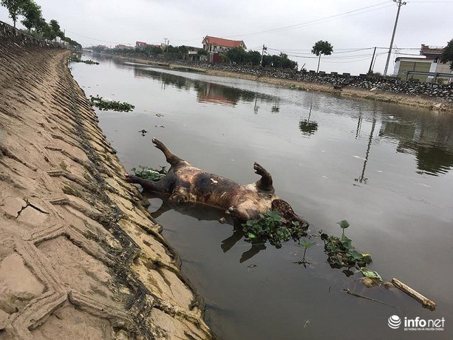 Nam Định: Xác lợn chết nổi lềnh phềnh đầy sông, ngay trước nhà bí thư - Ảnh 4.