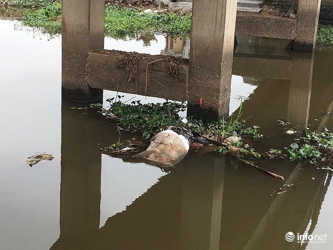 Nam Định: Xác lợn chết nổi lềnh phềnh đầy sông, ngay trước nhà bí thư - Ảnh 6.