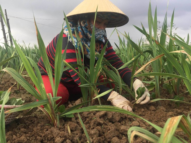 Hoa lay ơn chết hàng loạt trước Tết, nông dân mất ăn ngủ - Ảnh 2.