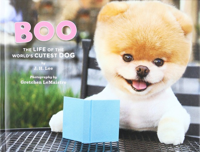 Boo - Chú chó đáng yêu nhất thế giới với hơn 16 triệu người theo dõi đã qua đời - Ảnh 1.