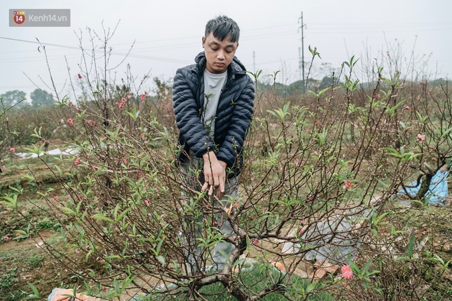 Gần 200 gốc đào của người dân Bắc Ninh bị chặt phá trong đêm: Tết năm nay còn chả có bánh chưng mà ăn - Ảnh 14.