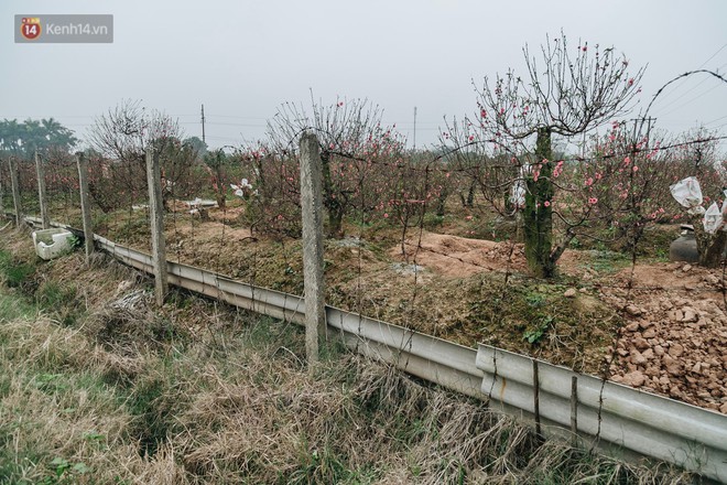 Gần 200 gốc đào của người dân Bắc Ninh bị chặt phá trong đêm: Tết năm nay còn chả có bánh chưng mà ăn - Ảnh 7.