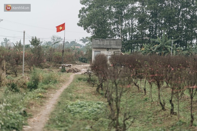 Gần 200 gốc đào của người dân Bắc Ninh bị chặt phá trong đêm: Tết năm nay còn chả có bánh chưng mà ăn - Ảnh 18.