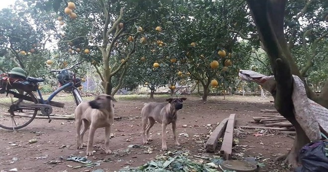 Thả chó, rào tường, lắp camera canh trộm bưởi Diễn - Ảnh 2.