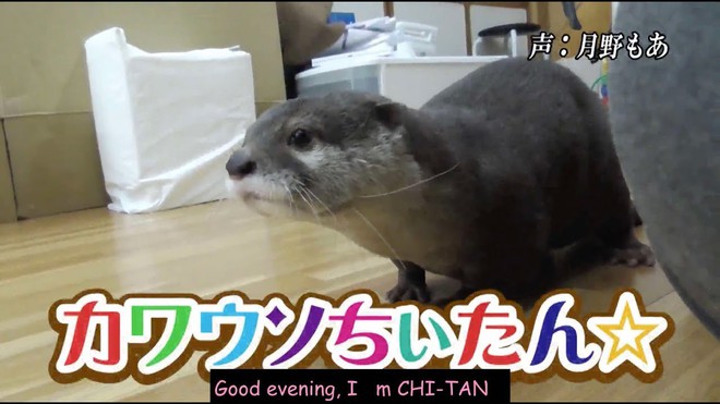 R&aacute;i c&aacute; Chiitan bị th&agrave;nh phố Nhật Bản phế truất danh hiệu linh vật v&igrave; th&aacute;i độ lồi l&otilde;m - Ảnh 3.