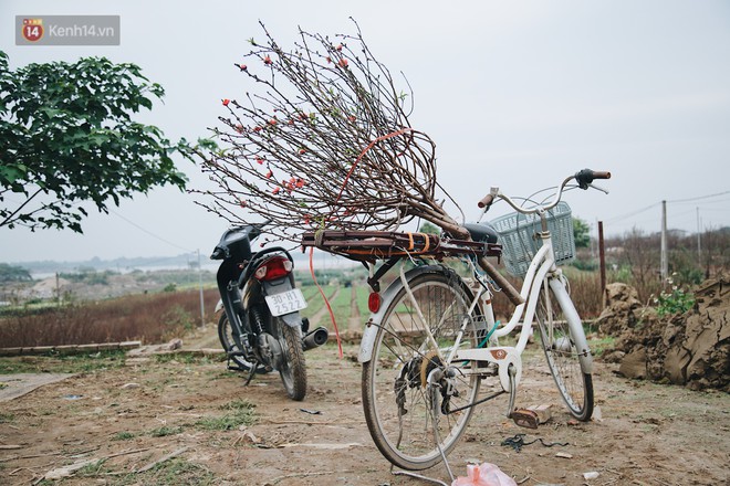 Nông dân làng đào Nhật Tân xây phòng riêng, lắp điều hòa cho cây bung nở đúng dịp Tết Nguyên đán - Ảnh 3.