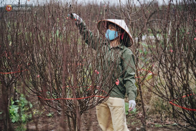 Nông dân làng đào Nhật Tân xây phòng riêng, lắp điều hòa cho cây bung nở đúng dịp Tết Nguyên đán - Ảnh 8.