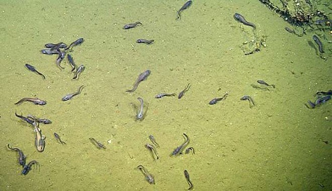 Tìm được loài cá sinh sôi trong những vùng nước chết - khoa học nhận ra điều kì diệu có ở mọi nơi - Ảnh 2.