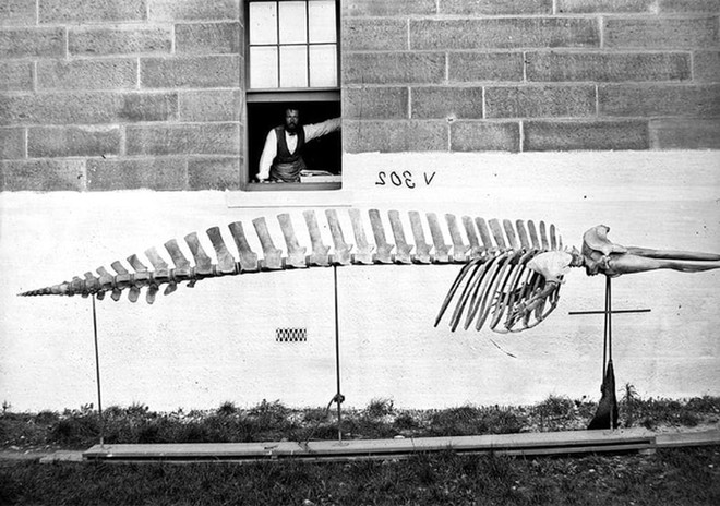 Lần đầu công bố ảnh những sinh vật to lớn kì bí ở Úc hơn 150 năm trước - Ảnh 4.