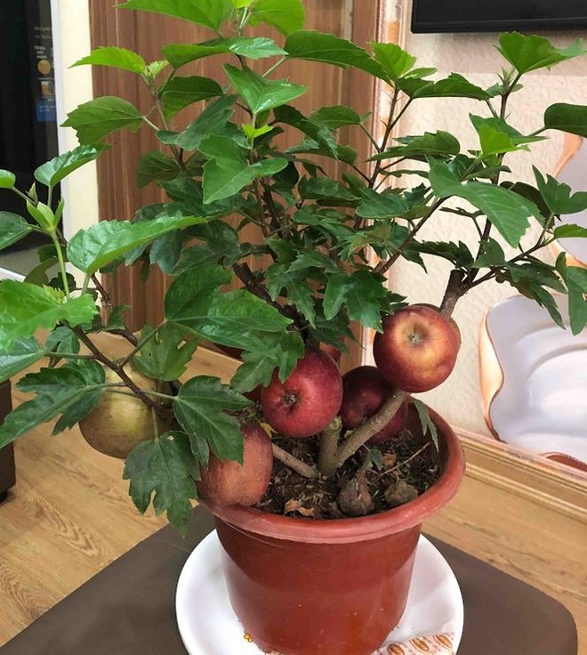 Khách hàng ngã ngửa khi táo bonsai nở hoa... dâm bụt - Ảnh 3.