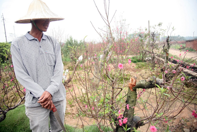 Vụ 150 gốc đào bị phá, chủ một vườn đào tự tử: “Chúng tôi không ai phán xét gì, chỉ mong ông B. yên nghỉ” - Ảnh 5.