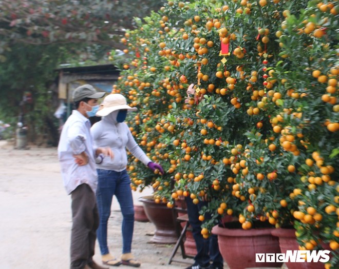 Ảnh: Thương lái đổ xô về thủ phủ quất cảnh miền Trung gom hàng phục vụ Tết - Ảnh 9.