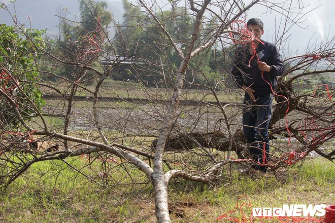 Ảnh: Tận diệt đào rừng phục vụ khách chơi Tết, bày bán la liệt bên quốc lộ - Ảnh 4.