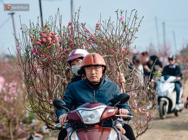 Vườn đào Nhật Tân nhộn nhịp ngày giáp Tết, đường tắc từ làng ra phố - Ảnh 11.