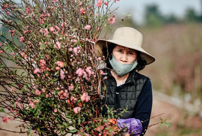 Vườn đào Nhật Tân nhộn nhịp ngày giáp Tết, đường tắc từ làng ra phố - Ảnh 12.