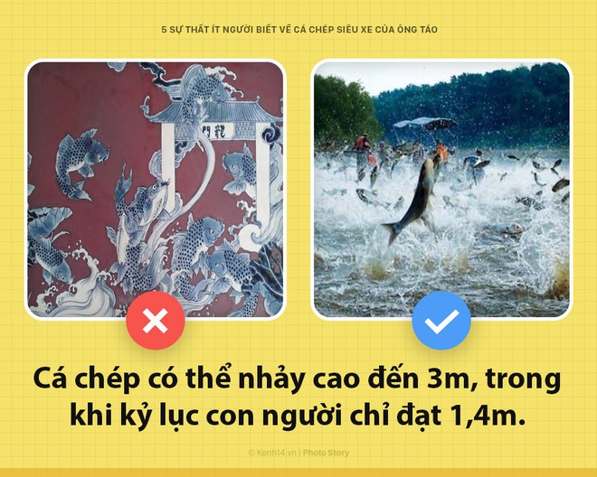 Xin chào! Tôi là cá chép, siêu xe hàng năm của Ông Công, Ông Táo đây - Ảnh 5.