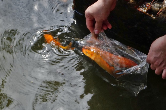 Khổ như c&aacute; ch&eacute;p ng&agrave;y tiễn &ocirc;ng T&aacute;o: Vừa được ph&oacute;ng sinh đ&atilde; bị đội qu&acirc;n ch&egrave;o thuyền chờ sẵn để ch&iacute;ch điện - Ảnh 8.