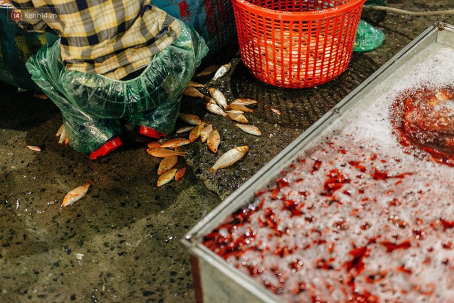 Ảnh, clip: Chợ cá lớn nhất Hà Nội nhộn nhịp từ tờ mờ sáng ngày tiễn ông Công ông Táo về trời - Ảnh 7.