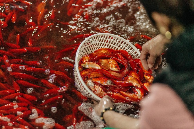 Ảnh, clip: Chợ cá lớn nhất Hà Nội nhộn nhịp từ tờ mờ sáng ngày tiễn ông Công ông Táo về trời - Ảnh 14.