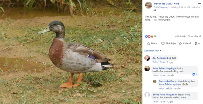 Ch&uacute; vịt c&ocirc; đơn nhất thế giới nổi tiếng MXH vừa qua đời do bị ch&oacute; cắn - Ảnh 1.