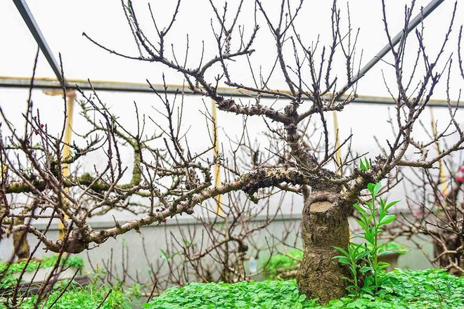 Đào thất thốn Nhật Tân tôi luyện thập kỷ có gì đặc biệt? - Ảnh 2.
