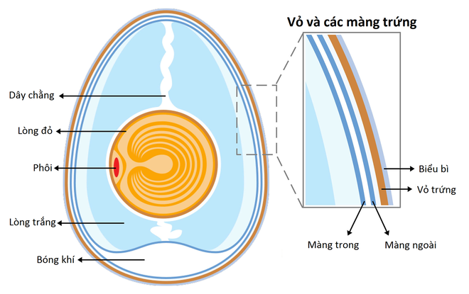 Hỏi đơn giản mà mà ít ai biết câu trả lời: Những chú gà con ở trong quả trứng kín mít làm sao thở được nhỉ? - Ảnh 6.