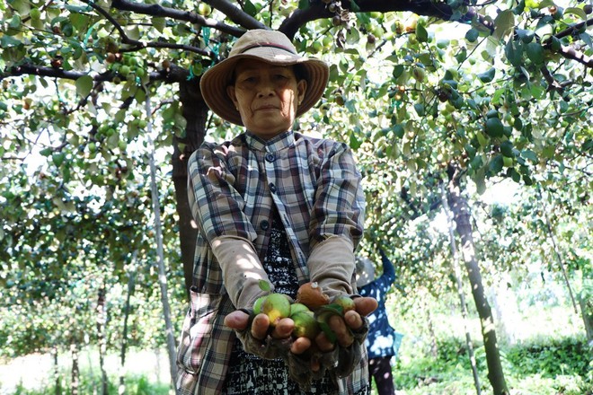 Nông dân Ninh Thuận rớt nước mắt nhìn hàng tấn táo đổ bỏ cho dê, cừu ăn - Ảnh 14.