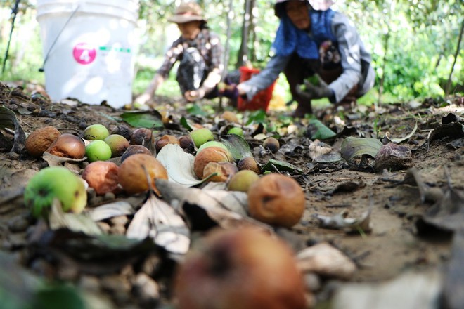 Nông dân Ninh Thuận rớt nước mắt nhìn hàng tấn táo đổ bỏ cho dê, cừu ăn - Ảnh 4.