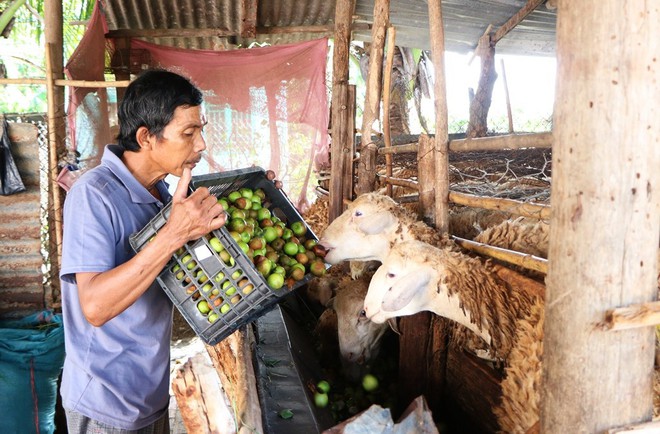 N&ocirc;ng d&acirc;n Ninh Thuận rớt nước mắt nh&igrave;n h&agrave;ng tấn t&aacute;o đổ bỏ cho d&ecirc;, cừu ăn - Ảnh 5.
