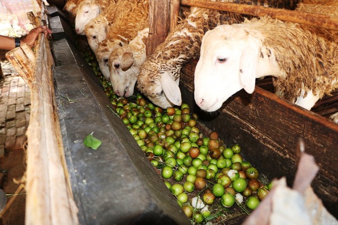 Nông dân Ninh Thuận rớt nước mắt nhìn hàng tấn táo đổ bỏ cho dê, cừu ăn - Ảnh 6.