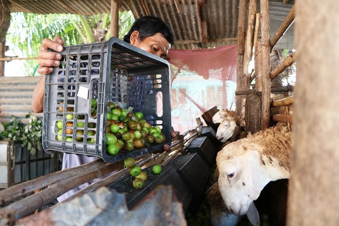 Nông dân Ninh Thuận rớt nước mắt nhìn hàng tấn táo đổ bỏ cho dê, cừu ăn - Ảnh 7.
