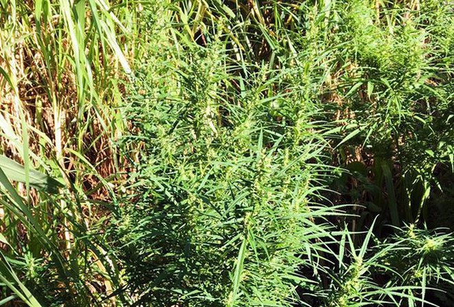 Trồng cần sa xen lẫn trong vườn c&agrave; ph&ecirc; ở L&acirc;m Đồng - Ảnh 1.