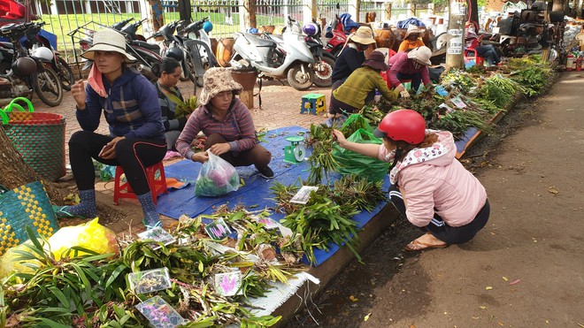 Chợ lan rừng nhộn nhịp đ&oacute;n Tết, người d&acirc;n đổ x&ocirc; tận diệt lo&agrave;i hoa qu&yacute; - Ảnh 2.