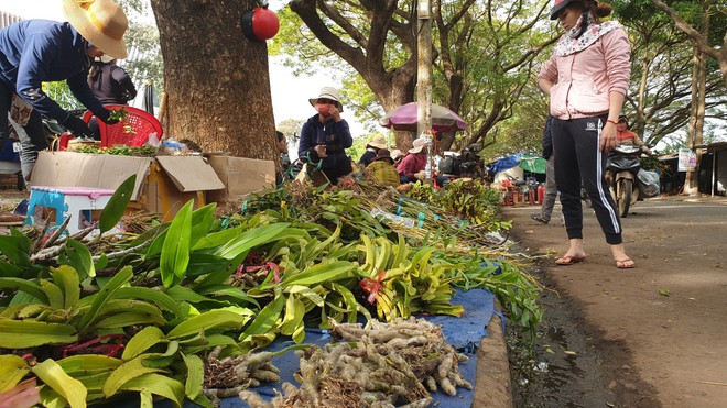 Chợ lan rừng nhộn nhịp đón Tết, người dân đổ xô tận diệt loài hoa quý - Ảnh 3.