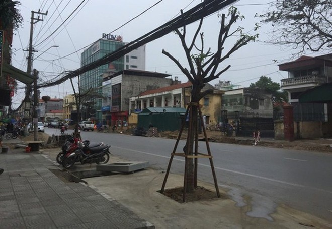 Hình ảnh gây xôn xao ở Quảng Ninh: Đốn cây trên vỉa hè để trồng xuống lòng đường - Ảnh 1.